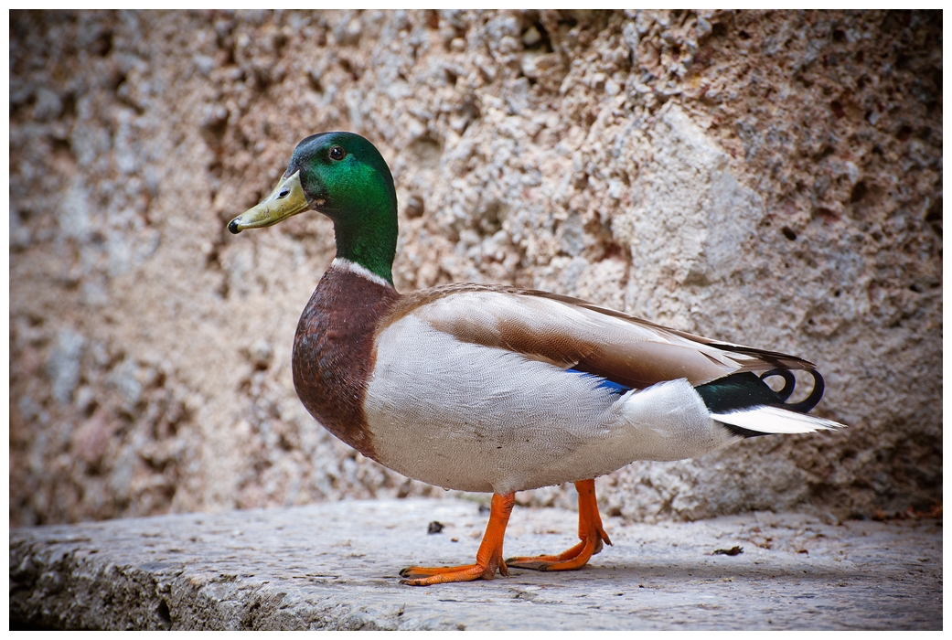 _DSC6012-10-horz