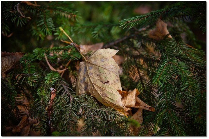 _DSC0754-10-horz-blog